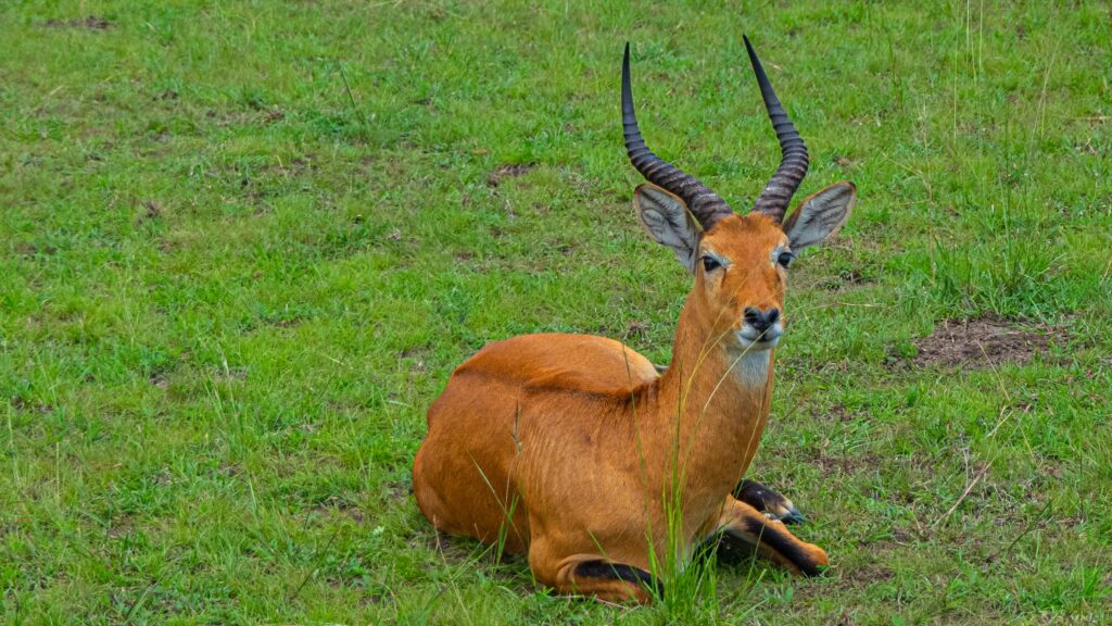 Uganda kob queen8-1280276