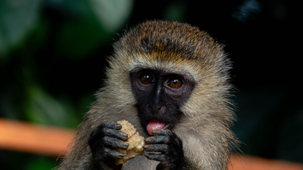 Ugandan Monkey