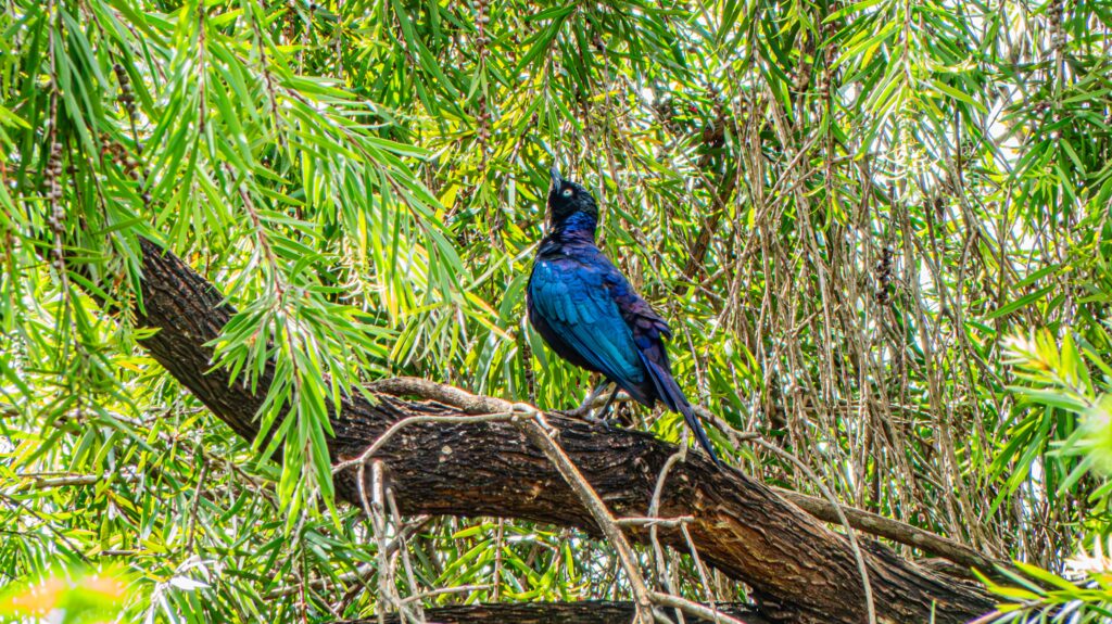 Ugandan Rüppell's starling