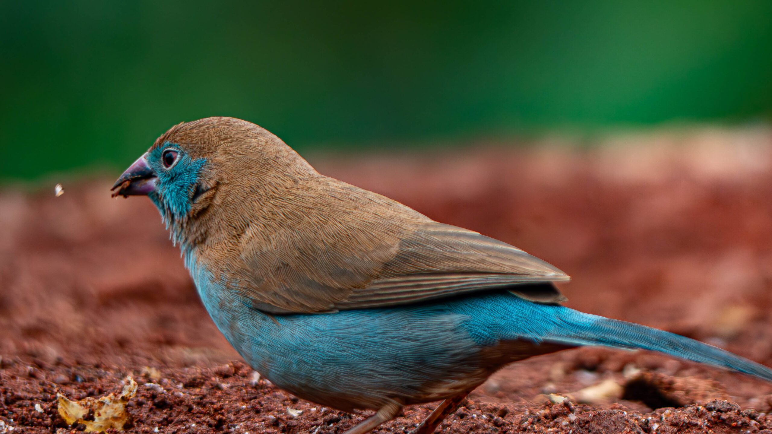 Blue bird