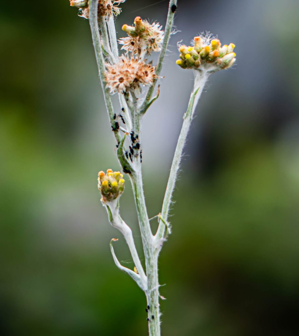 Flora of Uganda