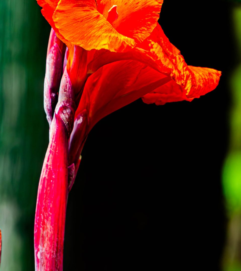 Ugandan Red Iris